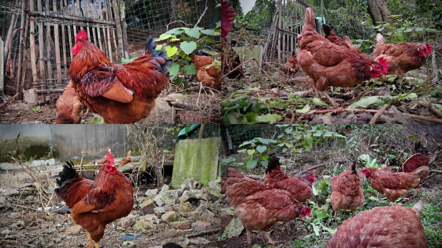 农村散养鸡走地鸡养殖视频素材