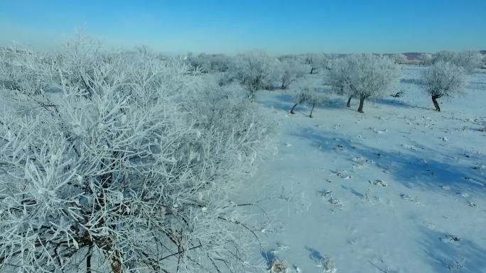 黑龙江 雾凇 冰雪 冰天雪地 东北