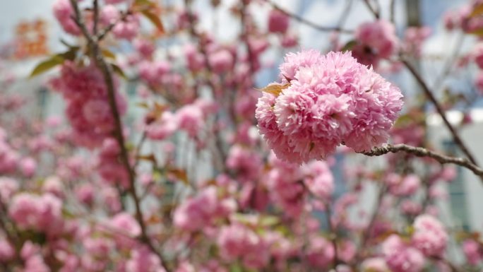 樱花  唯美   花朵  空景