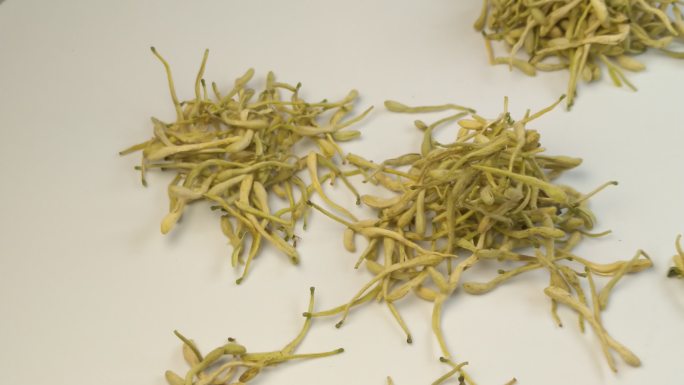 中药材植物金银花花茶（十九）