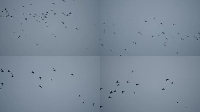 野鸭天空飞翔-升格动画