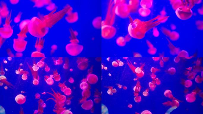 水母-水生物-海洋生物