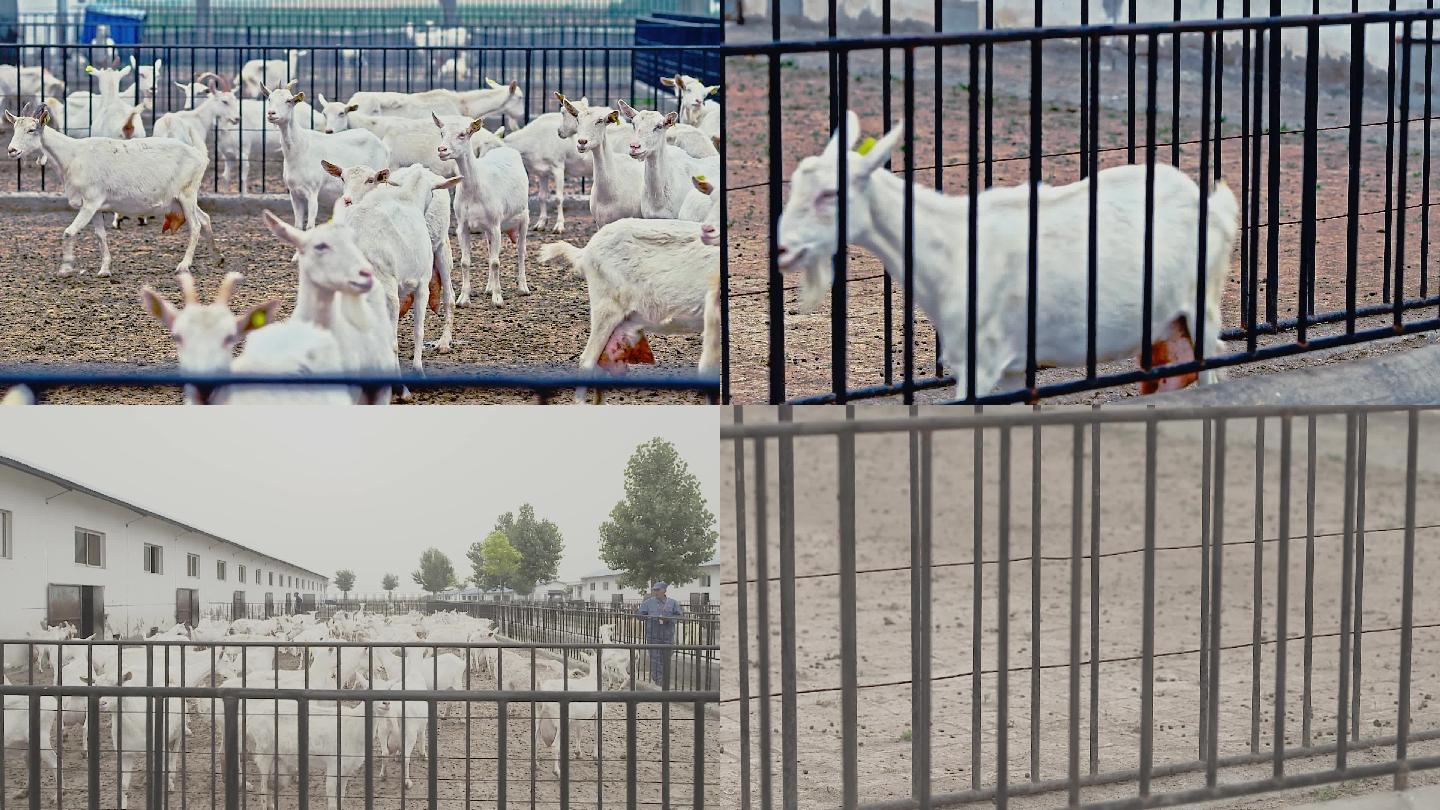 奶山羊养殖场莎能奶山羊羊奶基地山羊养殖场