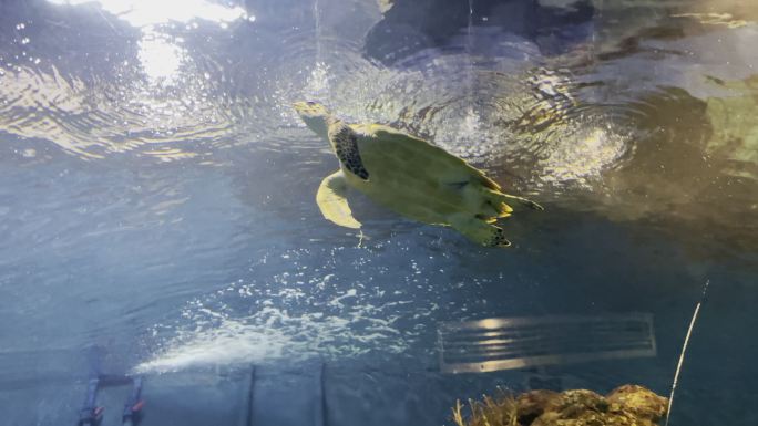 上海海洋水族馆 海龟
