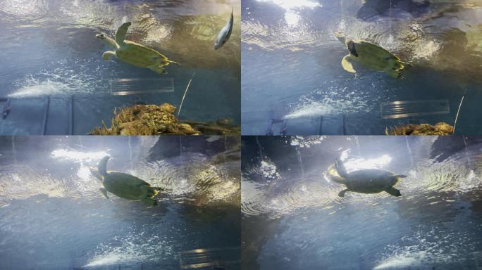 上海海洋水族馆 海龟