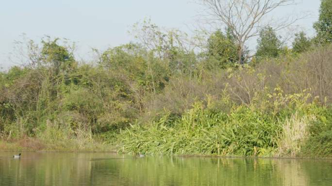 杭州西溪湿地-手摇船