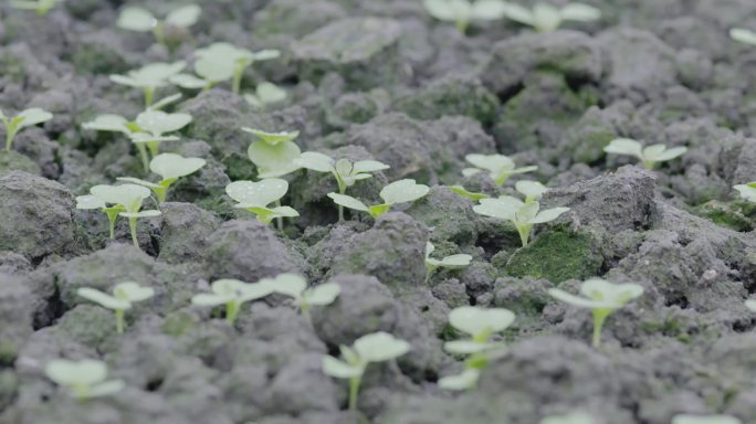 菜苗特写手捧泥土检测土质量 肥料农民的手