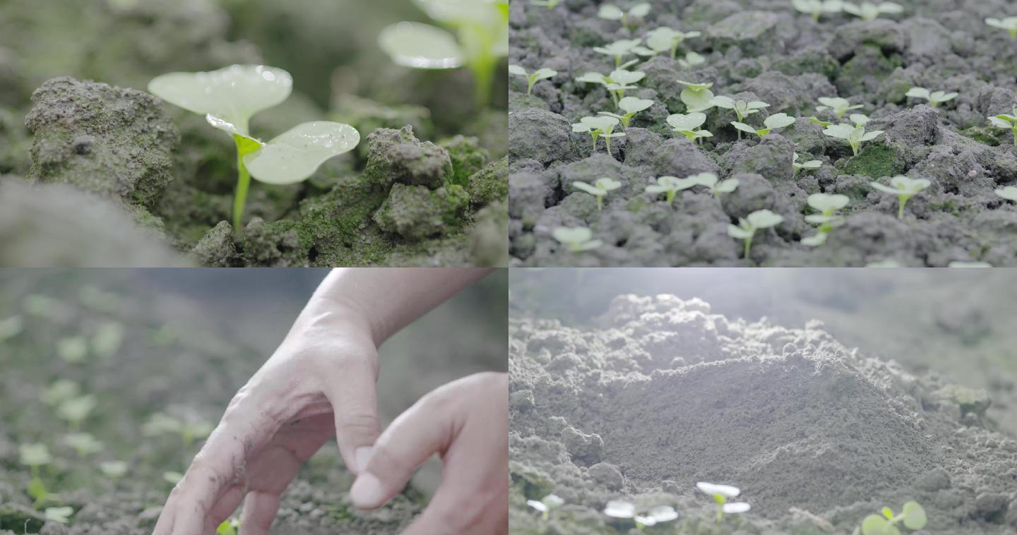 菜苗特写手捧泥土检测土质量 肥料农民的手