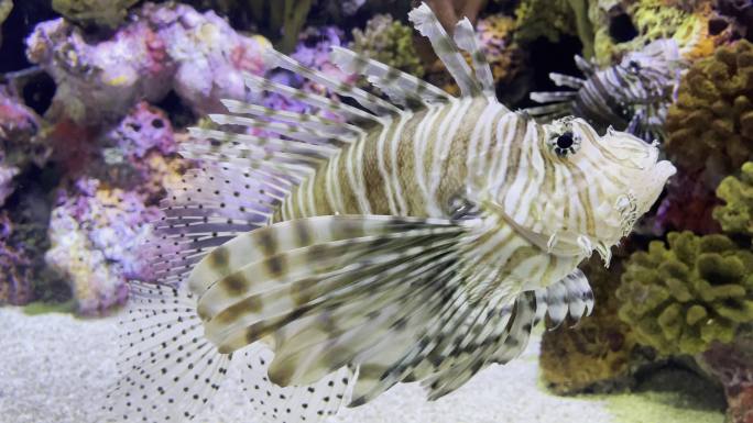 上海海洋水族馆 黑颊蓑鲉