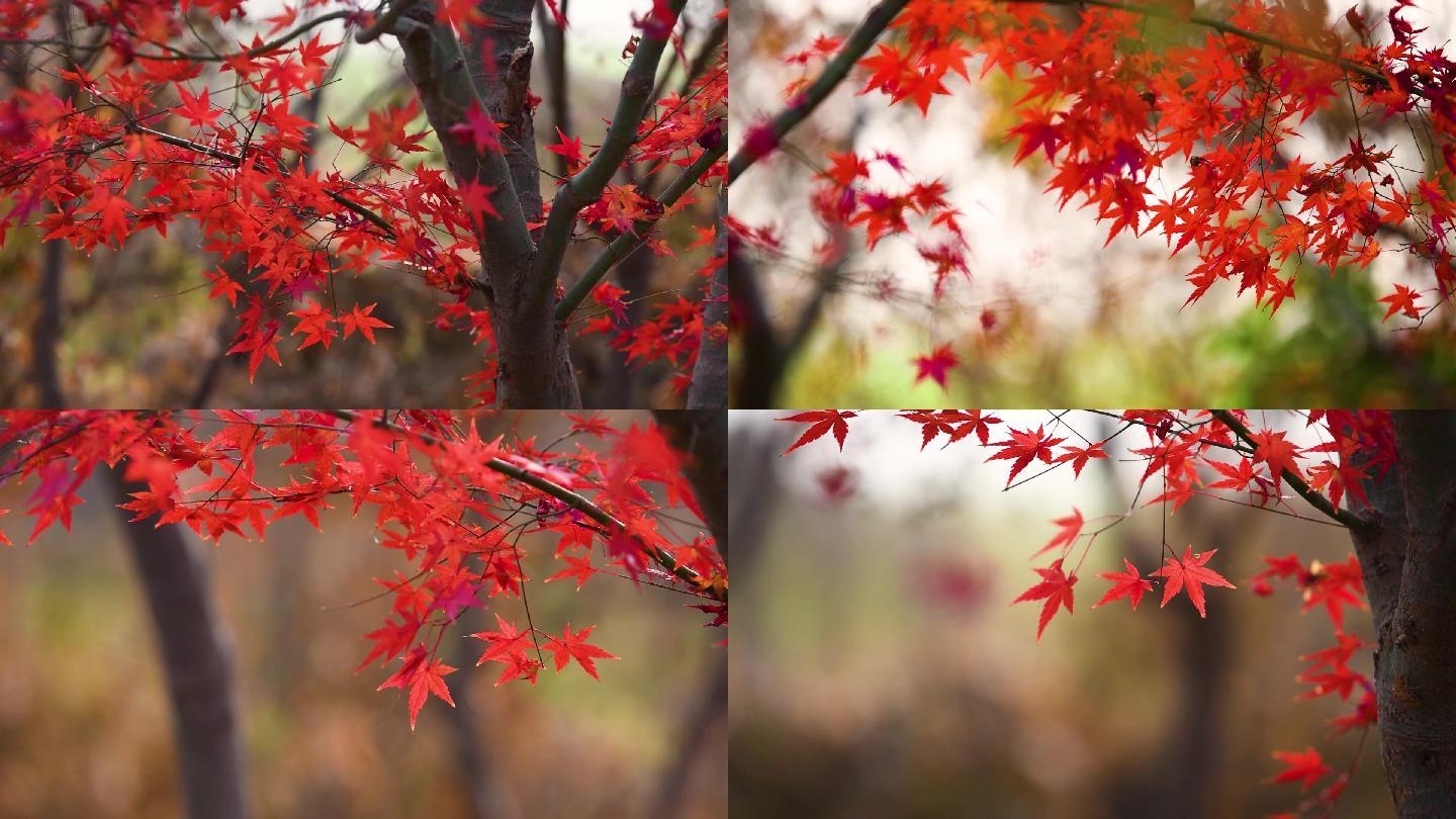 红枫霜叶红于二月花