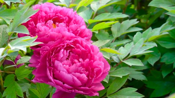 牡丹花、鲜花盛开、花朵特写 08