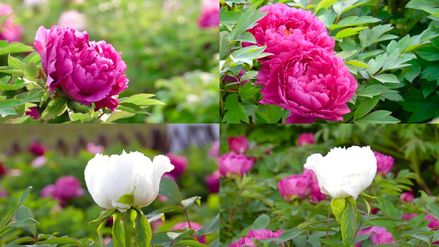 牡丹花、鲜花盛开、花朵特写 08