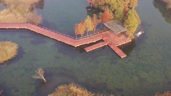 无锡贡湖湾湿地公园水杉红了