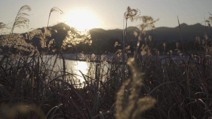 湖边夕阳芦苇茅草逆光索尼HLG慢镜头