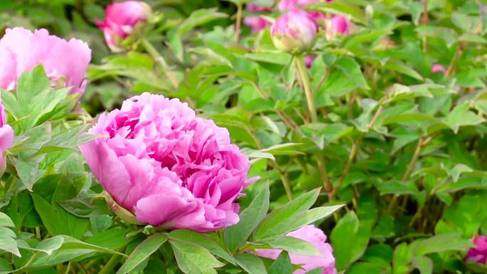 牡丹花、鲜花盛开、花朵特写 10