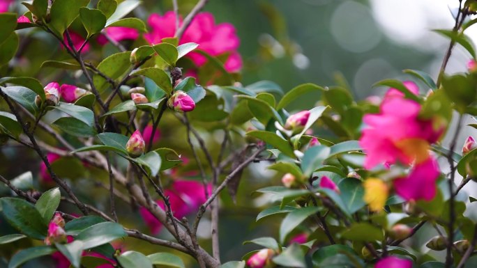 繁花锦簇茶梅树