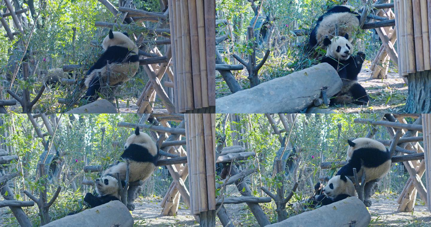 三只大熊猫抢吃竹子