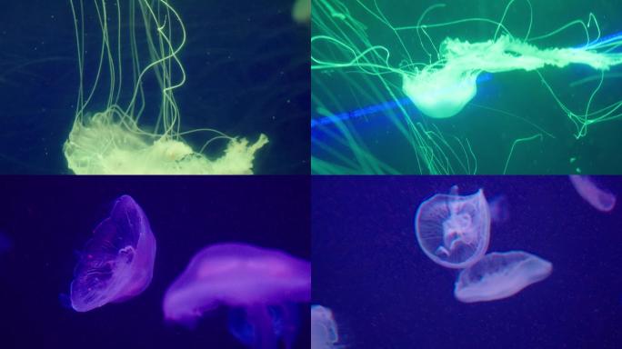 4K 美丽水母-危险有毒的水生物