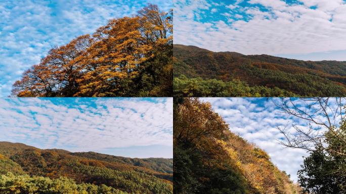 4K雷公山森林秋天的景色延时