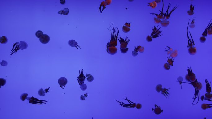 上海海洋水族馆 小水母