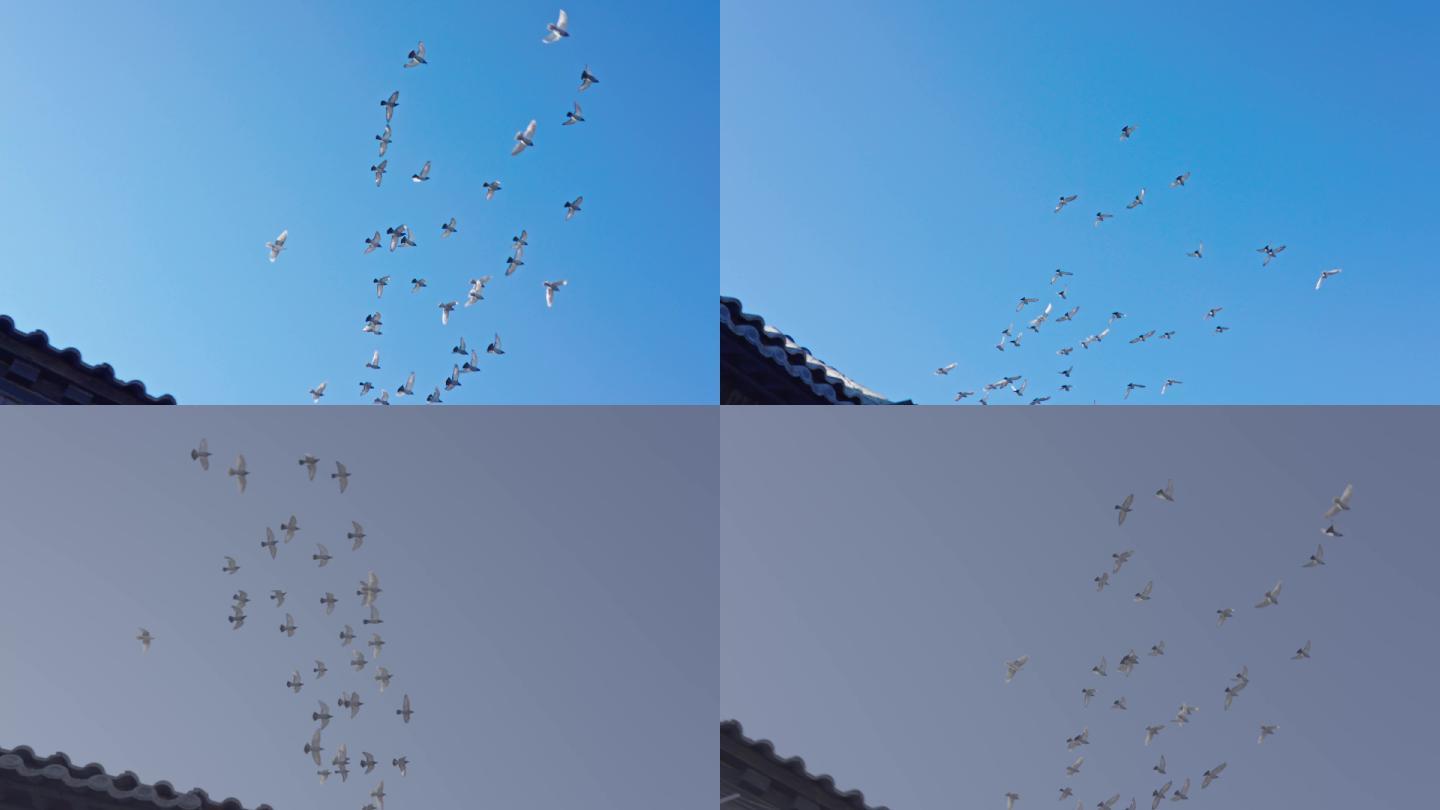 北京鸽子飞翔在天空