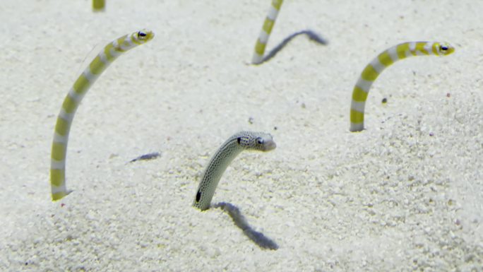 上海海洋水族馆横带园鳗