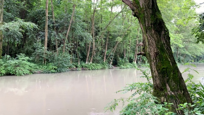 河流大树树林河水城市公园湿地森林