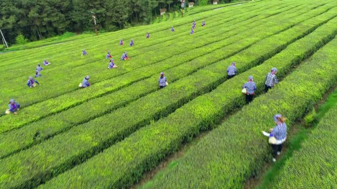 采茶 有机茶 茶业 茶园 高山生态2