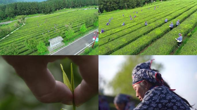 采茶 有机茶 茶业 茶园 高山生态2