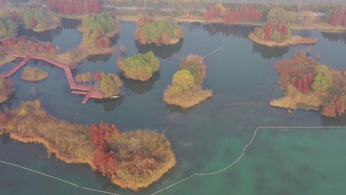无锡贡湖湾湿地公园水杉红了