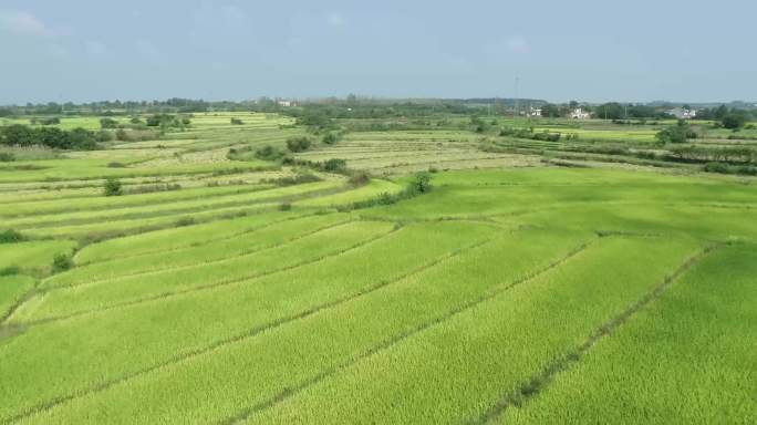 东北稻田东北大米平原水稻航拍粮食种植基地