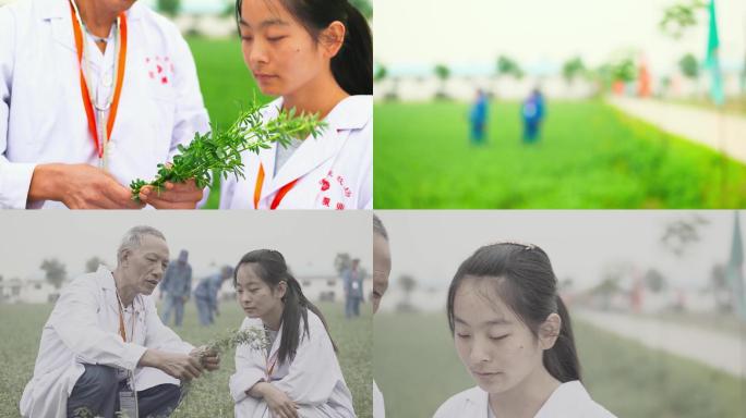 畜牧专家养殖专家探讨牧场紫花苜蓿牧草种植