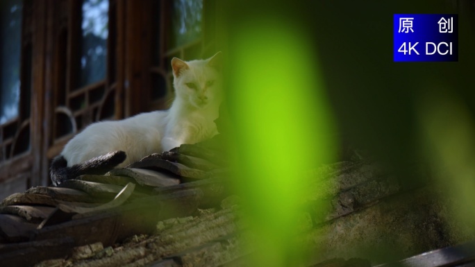4K 慵懒流浪猫晒太阳可爱快乐的小猫