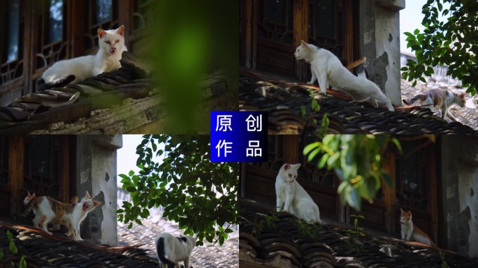 4K 慵懒流浪猫晒太阳可爱快乐的小猫