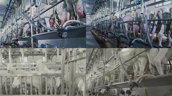 奶山羊挤奶车间取奶车间自动化挤奶羊奶厂