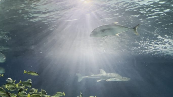 上海海洋水族馆 海底观光隧道