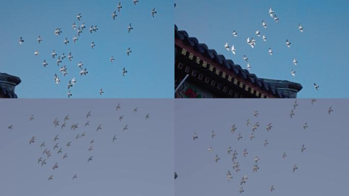 北京胡同鸽子