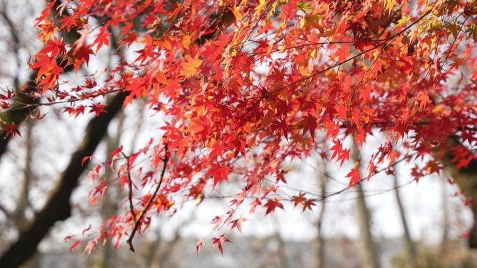 红叶素材实拍