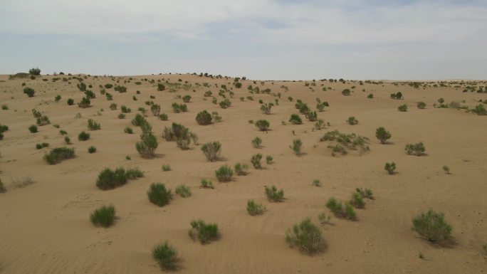 腾格里沙漠蚂蚁森林梭梭树种植基地