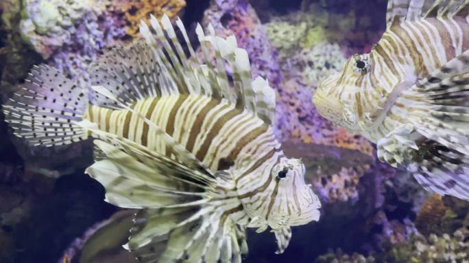 上海海洋水族馆 黑颊蓑鲉