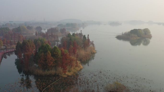 无锡贡湖湾湿地公园水杉红了