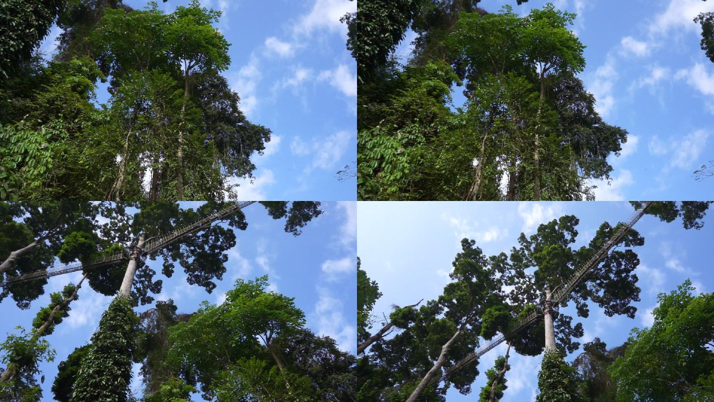 云南 勐腊 望天树 自然环境 空镜 景区