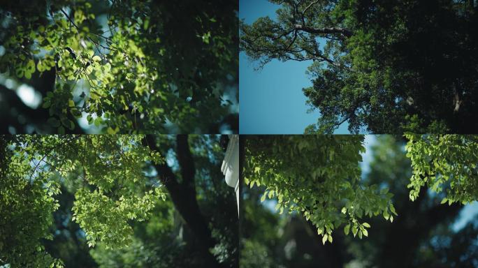 原创4K 植树节植物空镜实拍
