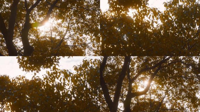 4K50写意唯美风光树木梦境阳光穿过树叶