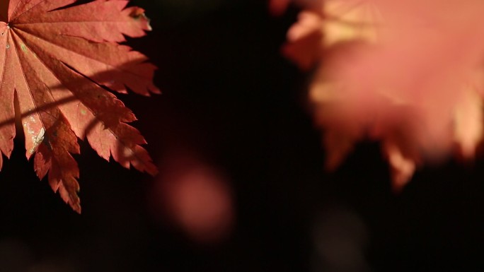 秋天红枫叶