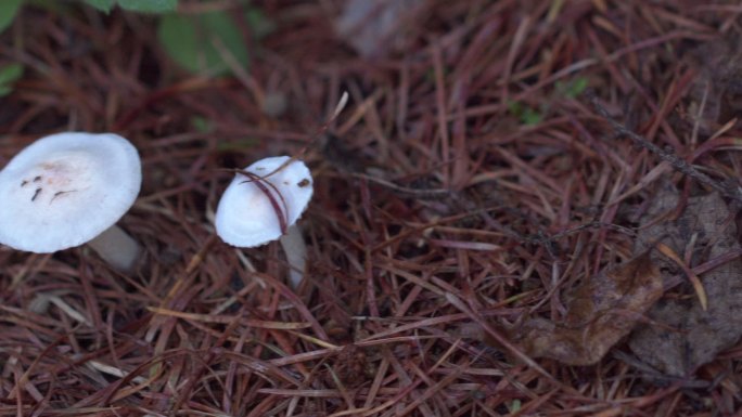 长白山白色小蘑菇