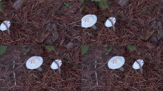 长白山白色小蘑菇