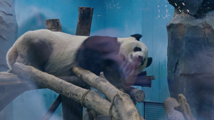 大熊猫睡觉素材