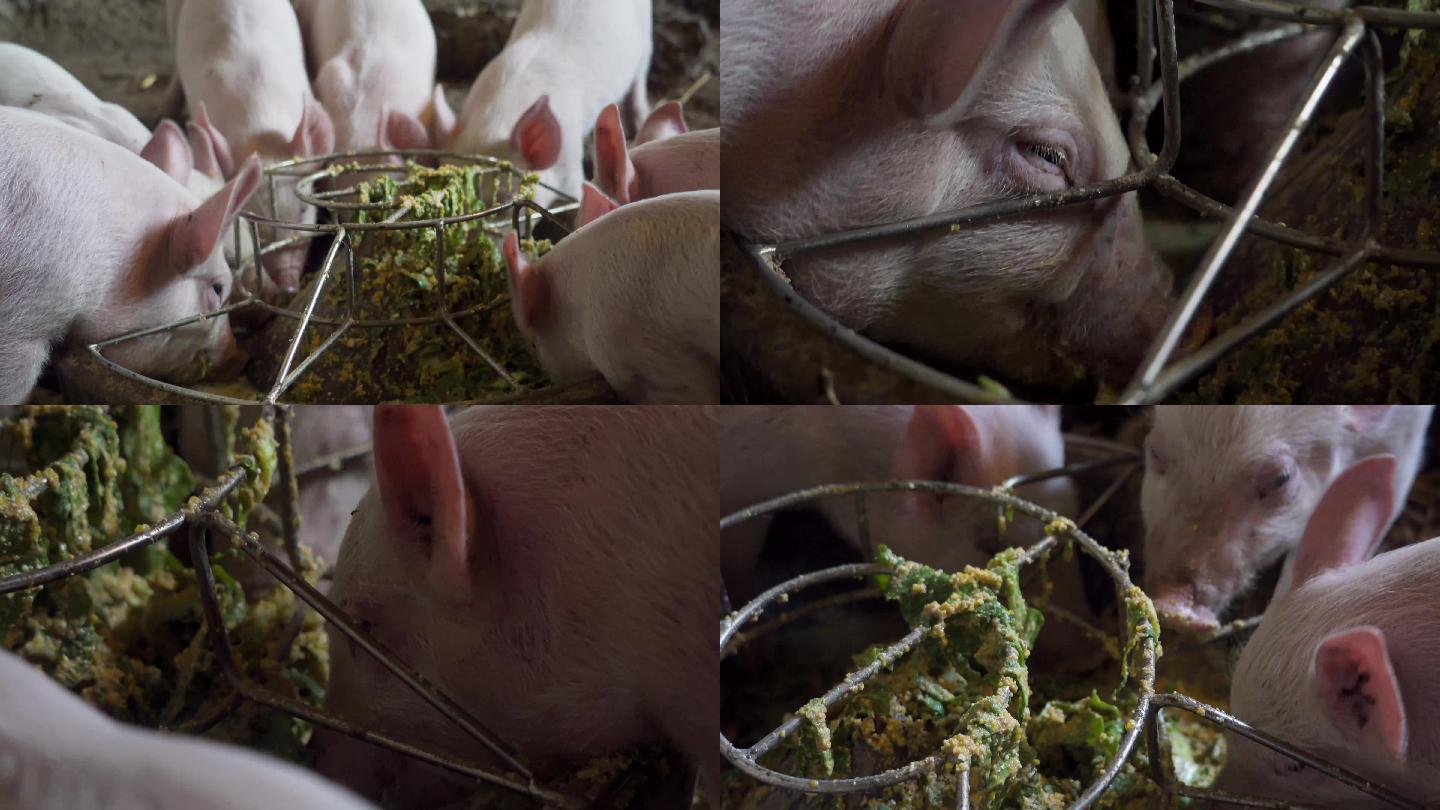 农村养猪小猪吃食现代养殖业喂猪农户创业