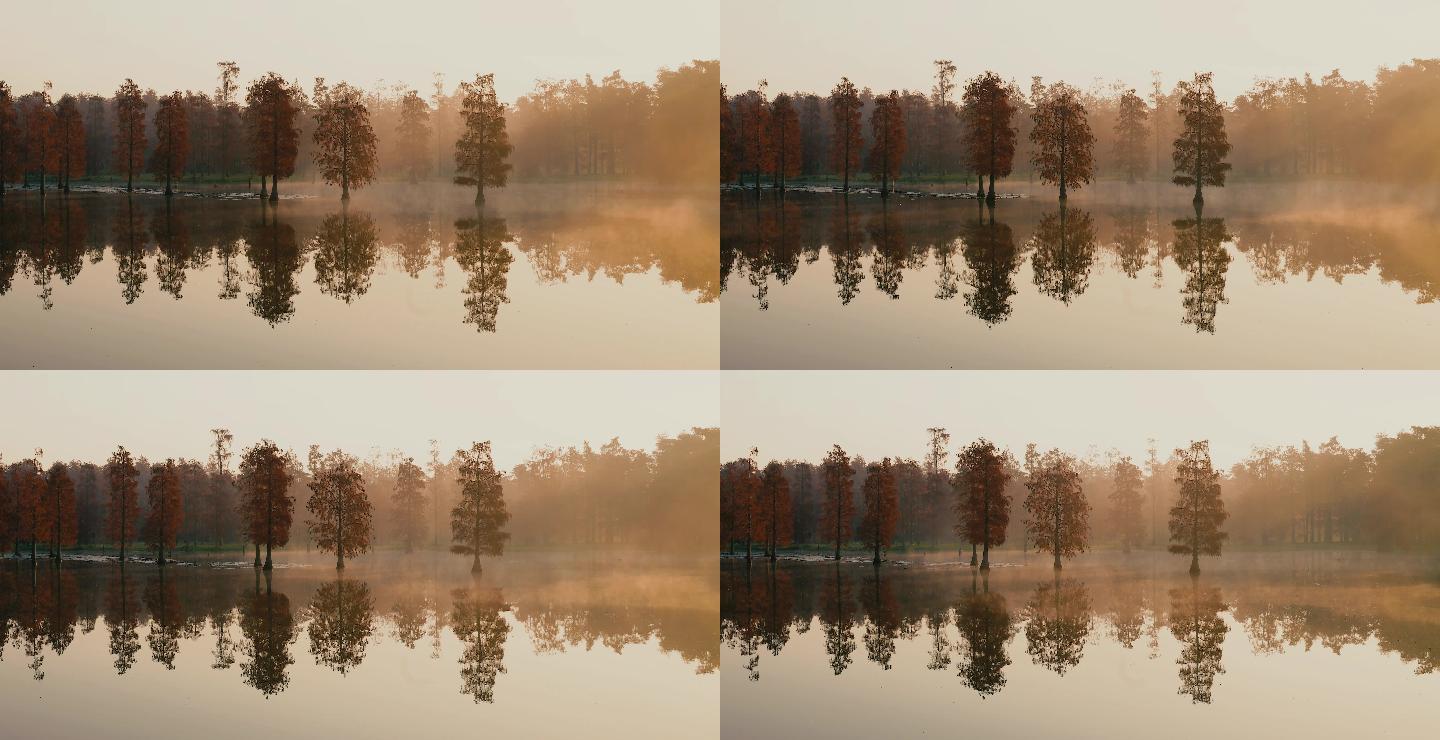 秋天水上森林的水面晨雾